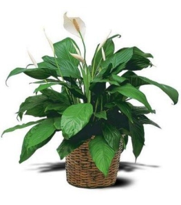 Blog-Peace Lily